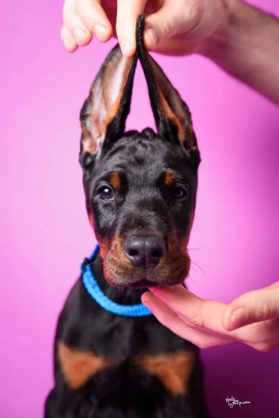 Dobermann cuccioli in vendita | Foto 2