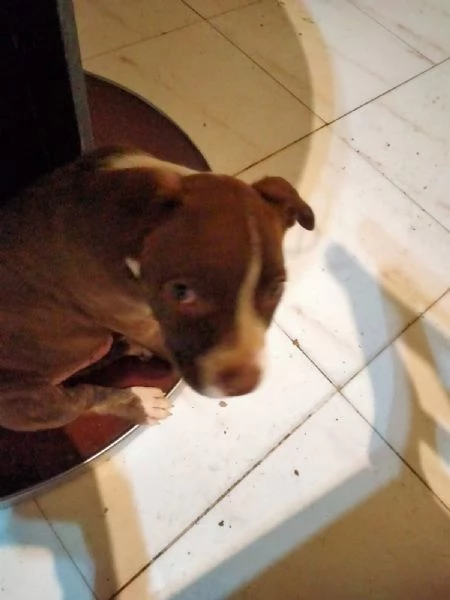 vendita cuccioli american pittbul | Foto 4