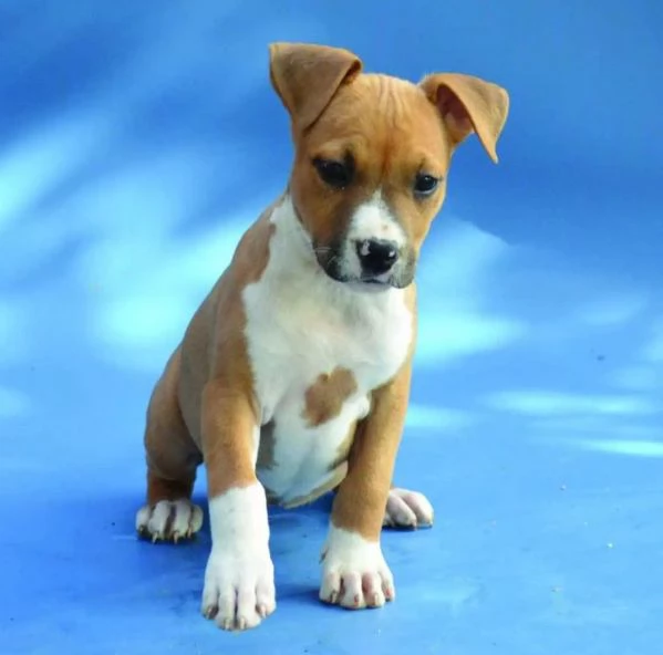American Staffordshire Terrier  rocce