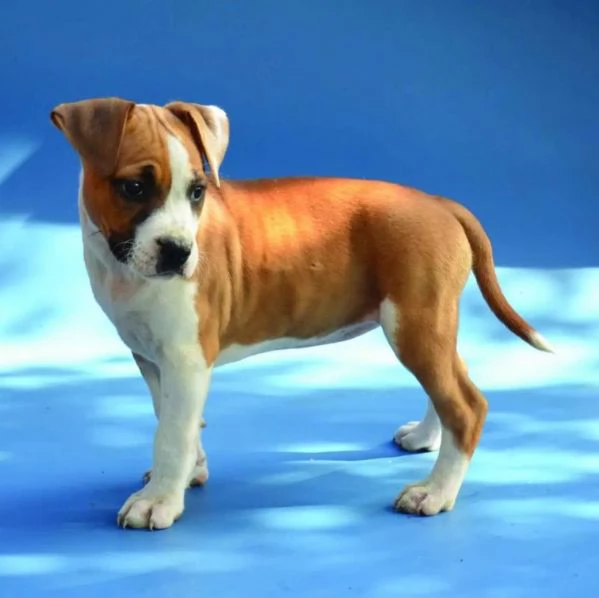 American Staffordshire Terrier  rocce | Foto 2