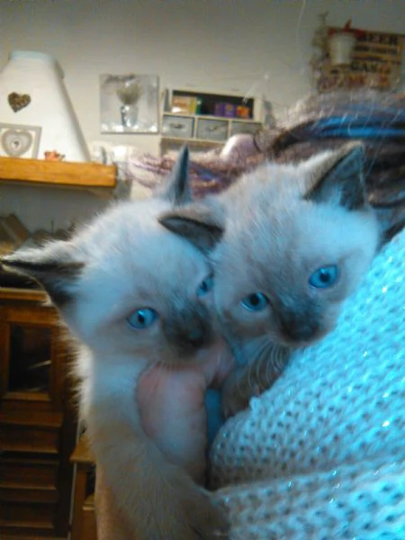 Siamesi thai gattini cuccioli occhi azzurri | Foto 0