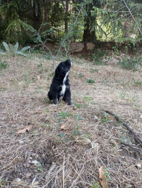 Cuccioli in regalo