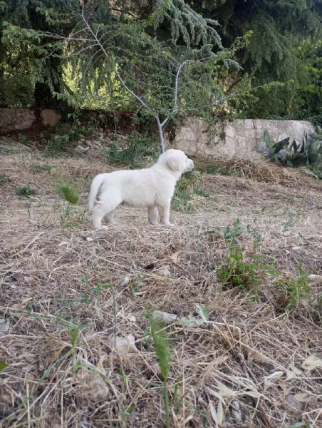 Cuccioli in regalo | Foto 2