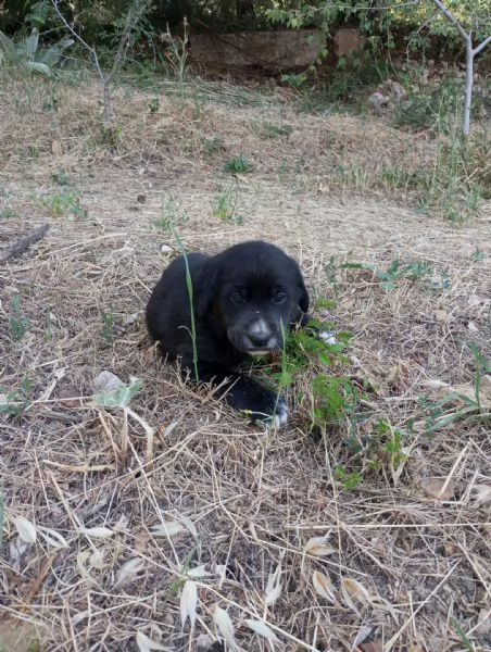 Cuccioli in regalo | Foto 1