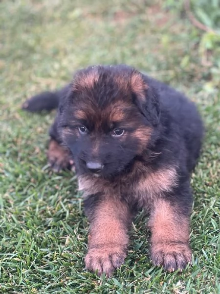 Cuccioli pastore tedesco  | Foto 2