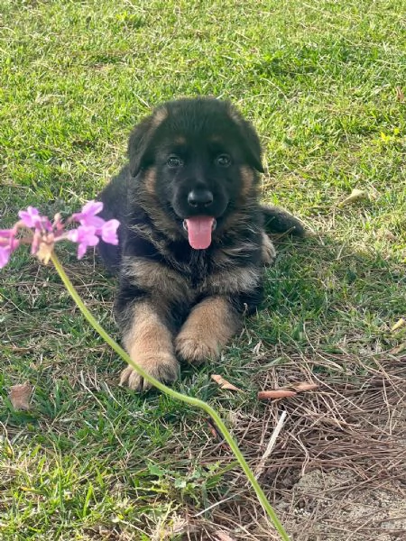 Cuccioli pastore tedesco  | Foto 1