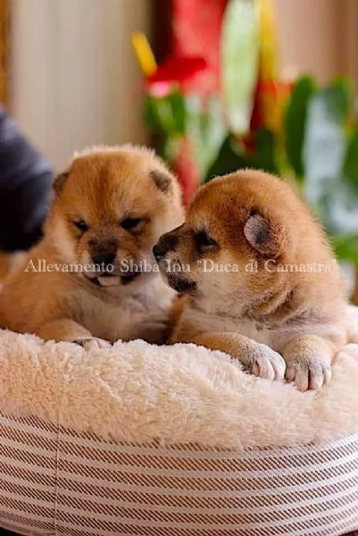 meravigliosi cuccioli di shiba inu con pedigree enci | Foto 4