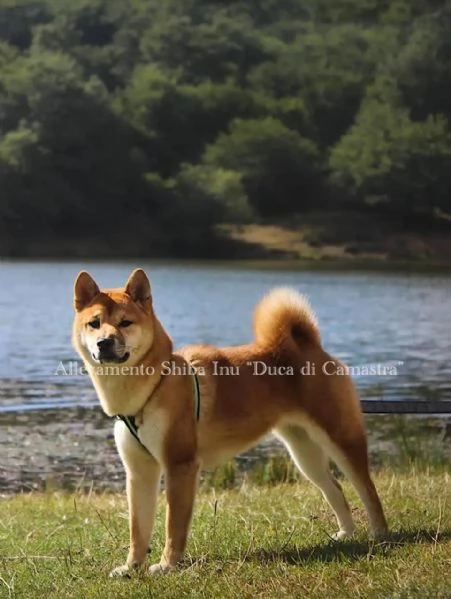 meravigliosi cuccioli di shiba inu con pedigree enci | Foto 3