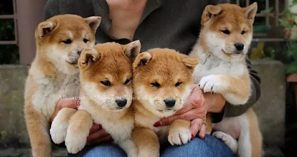 meravigliosi cuccioli di shiba inu con pedigree enci | Foto 1
