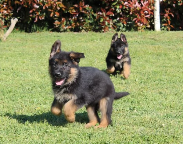 CUCCIOLI PASTORE TEDESCO | Foto 1