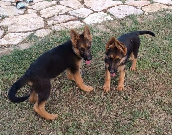 CUCCIOLI PASTORE TEDESCO | Foto 0