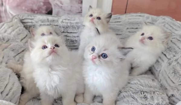 annunciare che i miei 4 splendidi gattini Ragdoll