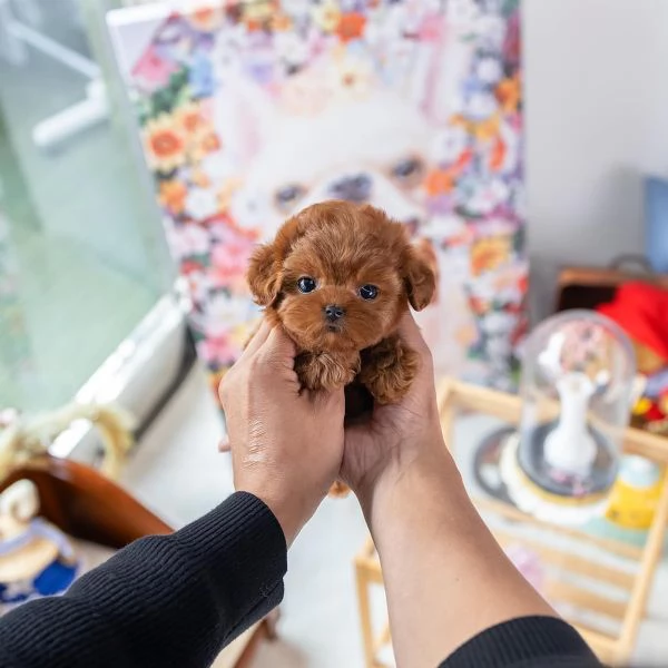 cuccioli di barboncino carini in cerca di adozione | Foto 0