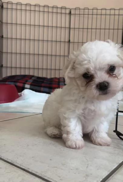 Vendo cani maltese toy e nano | Foto 5