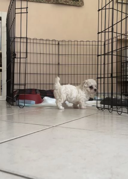 Vendo cani maltese toy e nano | Foto 3