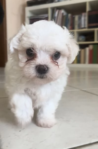 Vendo cani maltese toy e nano | Foto 1