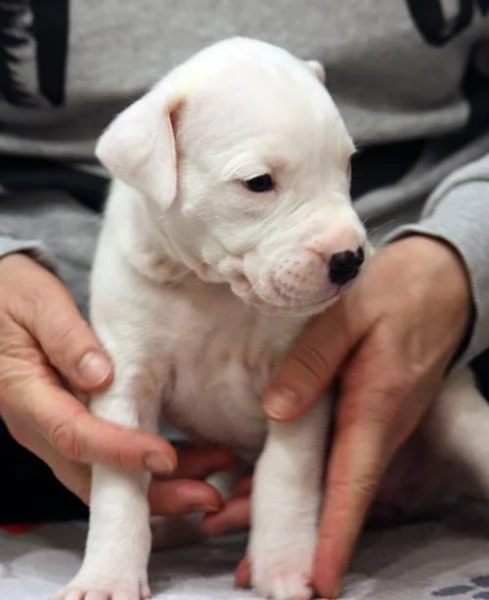 Dogo Argentino cuccioli | Foto 0