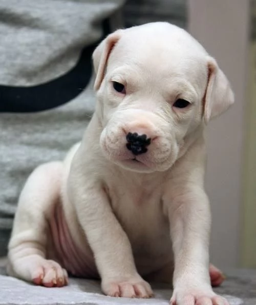 Dogo Argentino cuccioli