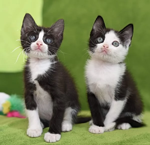 Adozione di coppia micini adorabili | Foto 2