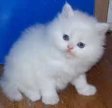  adorabili gattini persiani in adozione