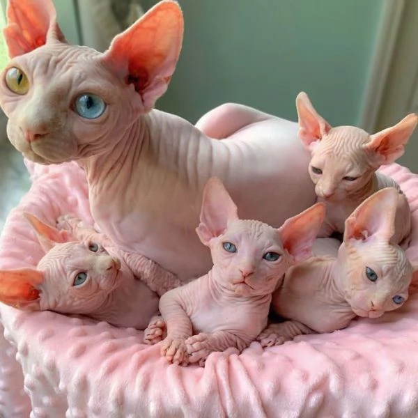 Gattini sphynx in adozione