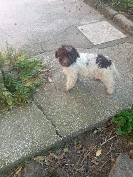 Femmina di Lagotto Romagnolo da tartufocompagnia