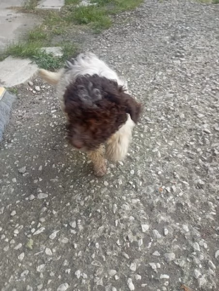 Femmina di Lagotto Romagnolo da tartufocompagnia | Foto 1