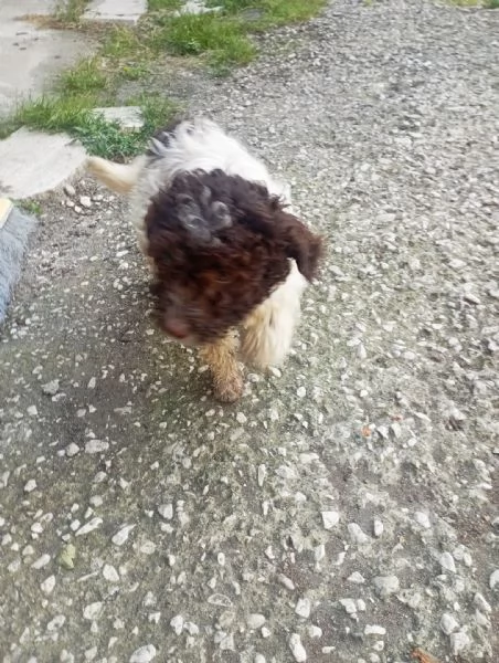 Femmina di Lagotto Romagnolo da tartufocompagnia | Foto 0