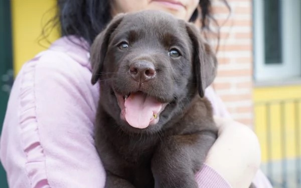 Vendo Cuccioli Labrador Chocolate