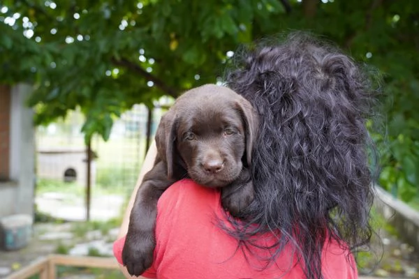 Vendo Cuccioli Labrador Chocolate | Foto 5