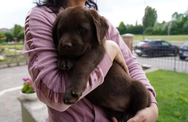 Vendo Cuccioli Labrador Chocolate | Foto 3