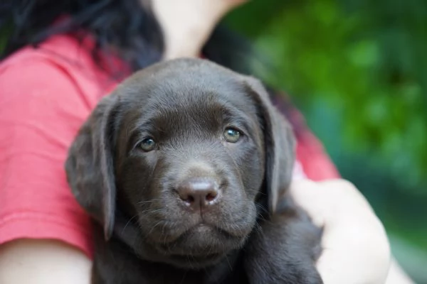 Vendo Cuccioli Labrador Chocolate | Foto 2