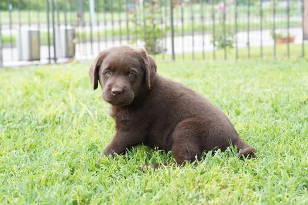 Vendo Cuccioli Labrador Chocolate | Foto 0