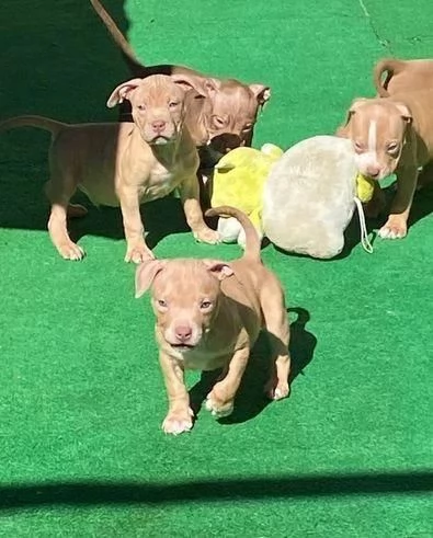 Regala cuccioli di Pitbull | Foto 2