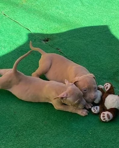 Regala cuccioli di Pitbull | Foto 1