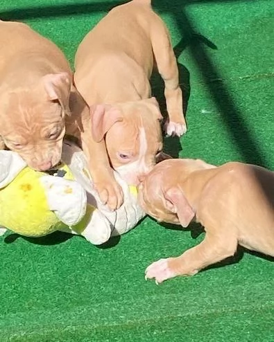 Regala cuccioli di Pitbull | Foto 0