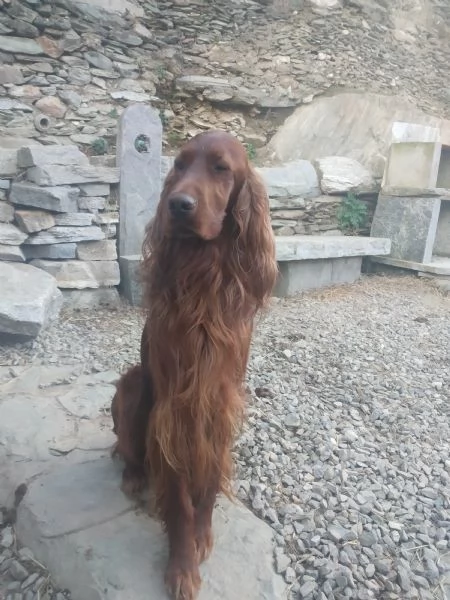 Stipendi cuccioli di Setter Irlandese  | Foto 0