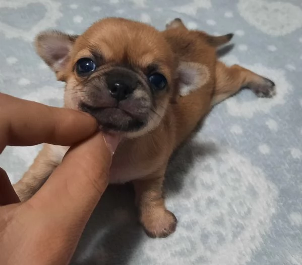 Strepitosi Chihuahua PEDIGREE enci 