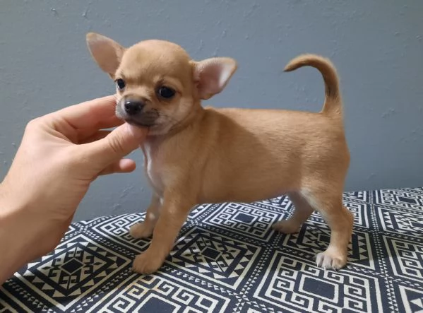 Chihuahua Stupendi super pedigree enci  | Foto 3