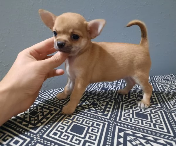 Chihuahua Stupendi super pedigree enci  | Foto 0