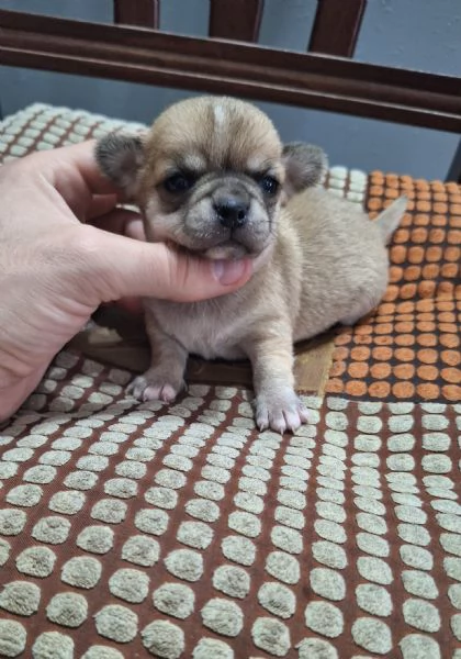 Stupendi ESEMPLARI CHIHUAHUA PEDIGREE enci  | Foto 0