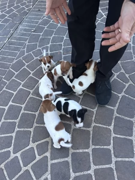 Vendita cuccioli Jack Russell