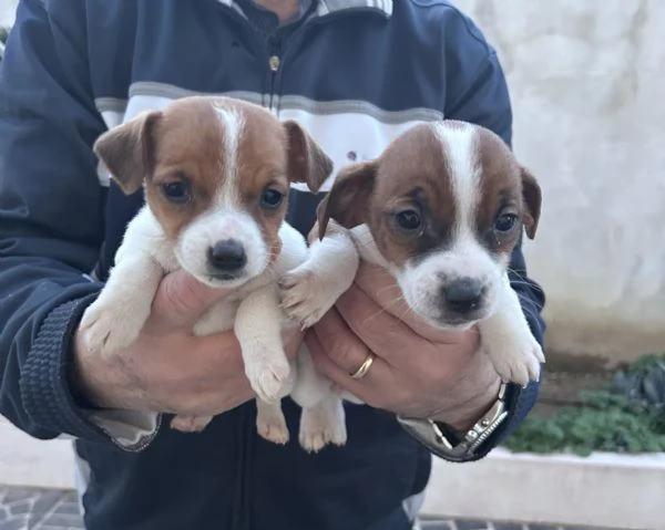 Vendita cuccioli Jack Russell | Foto 1