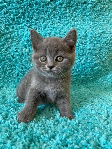 British Shorthair | Foto 0