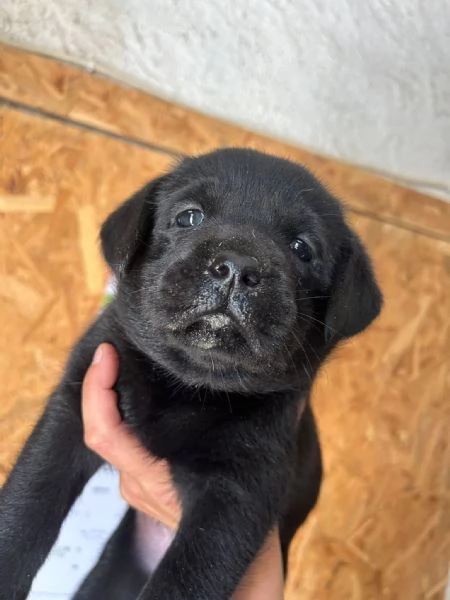 Cuccioli di labrador retriever 