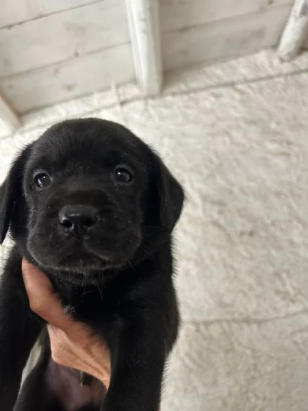 Cuccioli di labrador retriever  | Foto 2