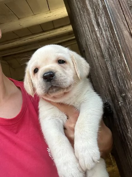 Cuccioli di labrador retriever  | Foto 1