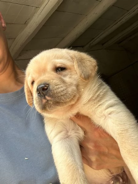 Cuccioli di labrador retriever  | Foto 0