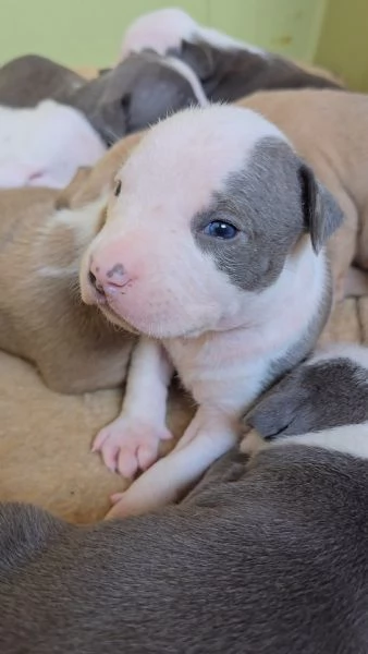 Cuccioli Amstaff | Foto 2