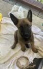 Vendo cuccioli di pastore belga malinois | Foto 6